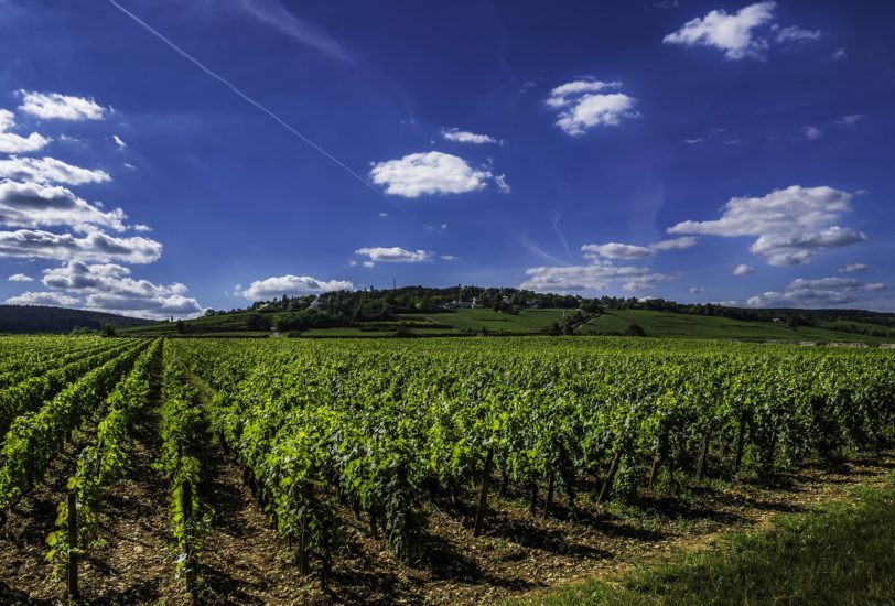 Vin Bourgogne