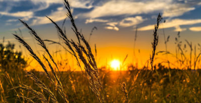 Faillite système agricole français